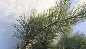 winter background - a bouquet of pine branches lies in the snow on a sunny day. Vertical video - Powered by Shutterstock - Get 15% off with code: PIKWIZARD15