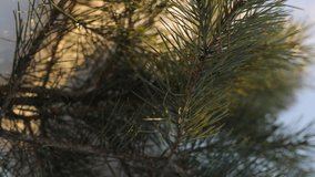 winter background - a pine branch lies on the snow on a sunny day. Vertical video - Powered by Shutterstock - Get 15% off with code: PIKWIZARD15