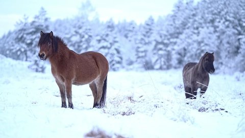 Two small horses standing outside on a winter pasture with snow forest background