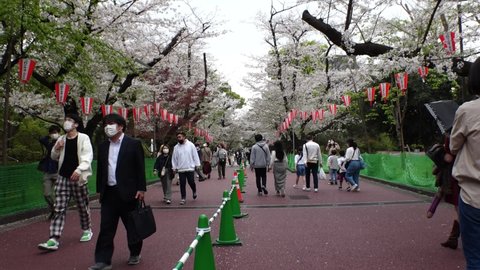 TOKYO, JAPAN - APRIL 2021 : Crowd of people and cherry blossom at the Ueno park. People wearing surgical mask to protect from Coronavirus (COVID-19). Japanese spring season concept shot in slow motion