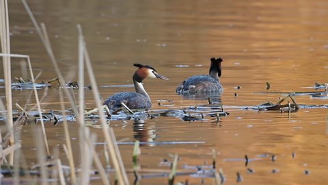 Two Great Crested Grebe birds (Podiceps cristatus) swimming in beautiful colorful water at sunset.