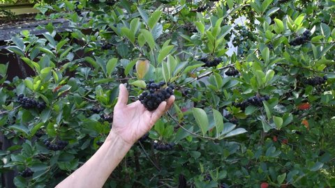 Elderly wrinkled hand of 80s woman farmer hold banch of ripe black chokeberry at green bush in garden. Organic berries Aronia melanocarpa growing. Farm gardening. Berry picking season