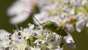 Close Up movie of Potato Capsid Bug on flowers. His Latin name is Calocoris norvegicus