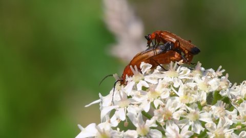 Pair of Soldier Beetle in copulation, their Latin name is Cantharis livida