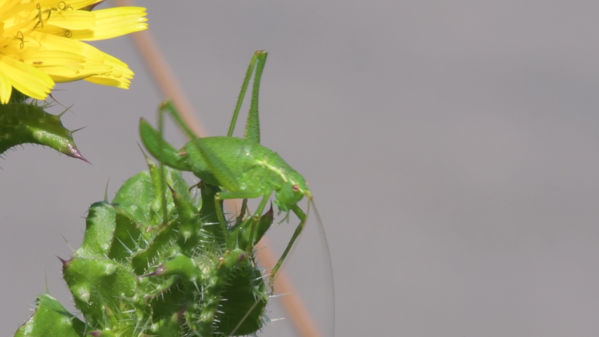Nymph of Speckled Bush-Cricket, Leptophyes punctatissima Royalty-Free Stock Footage #1085072684