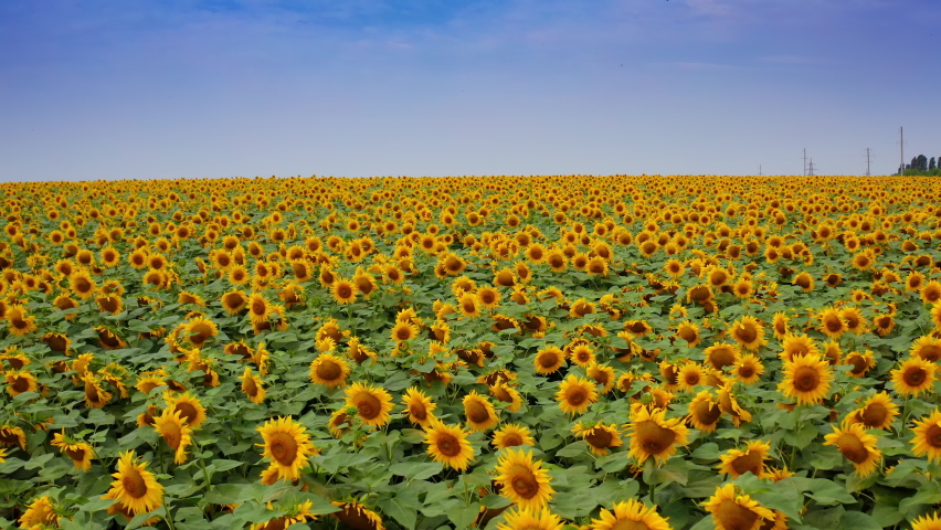 Abundant blossoming plantation of sunflowers. Endless field of yellow seed flowers. Blue cloudy sky at the backdrop.
