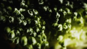 Broccoli extreme close up background stock footage