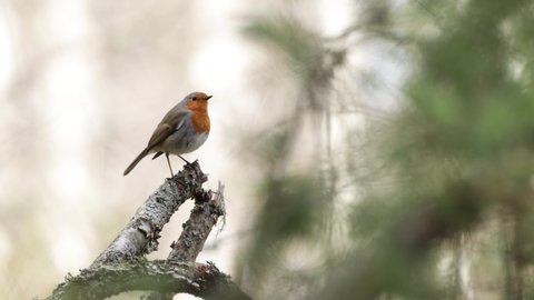 Male European robin, Erithacus rubecula perched and singing during an early spring day in Estonia.