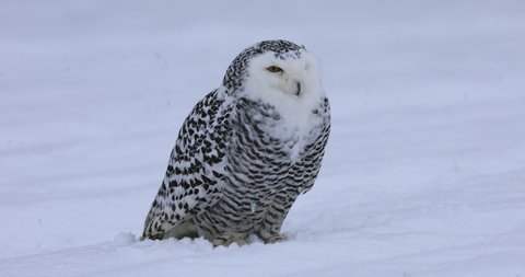 Snowy owl, Bubo scandiacus, perched in snow during snowfall. Arctic owl observing surroundings. Beautiful white polar bird with yellow eyes. Winter in wild nature habitat.