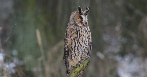 Fluffy owl in winter forest. Long-eared owl, Asio otus, perched on forest meadow in snowfall. Beautiful owl in natural habitat. Bird of prey with orange eyes. Cold weather. Wildlife scene from nature.