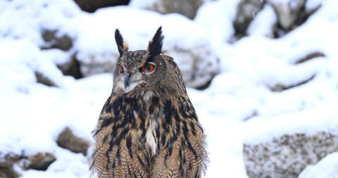 Fluffy owl in winter. Eurasian eagle owl, Bubo bubo, perched on snowy rock. Bird in natural habitat during snowfall and wind. Beautiful owl with orange eyes. Wildlife scene from frosty winter nature.