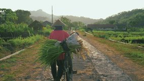 Farmers bring crops from the fields, UHD Quaility Video Highres. People, Farmer, Ricefield, Sunrise,
