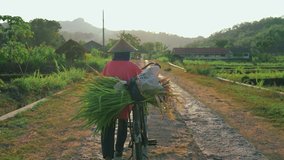 Farmers bring crops from the fields, UHD Quaility Video Highres. People, Farmer, Ricefield, Sunrise,