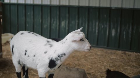 Cute white baby goat gets pushed off its perch by a larger goat, at a petting zoo in central coastal California.