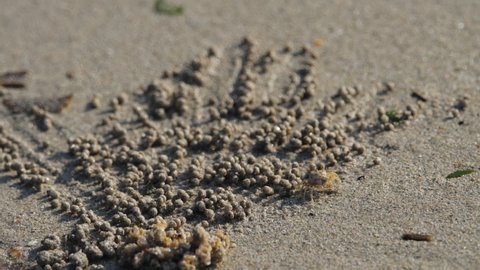 Crab rolls balls from sand on a sea beach. Skittish crab rolls balls of sand close up