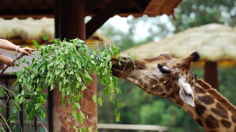 Close up of young giraffe eating leaves

