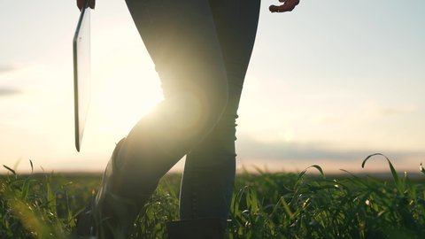 Farmer walks in rubber boots with tablet. Agriculture business. Green wheat field. Farmer feet in rubber boots with tablet. Farmer in rubber boots walks through wheat field. Agriculture concept.