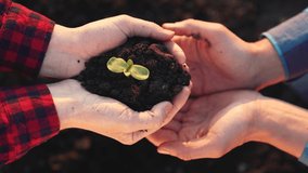 Agriculture. Collaboration of farmers in the field. Man's hands are holding green sprout. Young germ of a green plant. Agriculture concept. Teamwork of farmers. Hands plant green grass in the soil - Powered by Shutterstock - Get 15% off with code: PIKWIZARD15