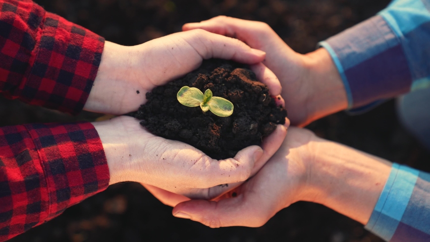 Agriculture. Collaboration of farmers in the field. Man's hands are holding green sprout. Young germ of a green plant. Agriculture concept. Teamwork of farmers. Hands plant green grass in the soil Royalty-Free Stock Footage #1085100308