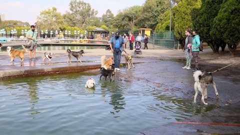 Mexico City, Mexico- December 2021: Dogs playing in the water on the shore of Lake Chapultepec, during the weekend dog owners take them to the park to play with other pets.