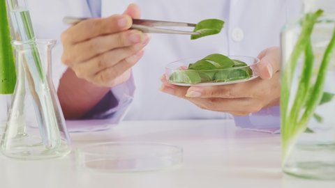 Video clip of scientic doing research on aloe vera in petri dish beaker test-tube with white background in laboratory