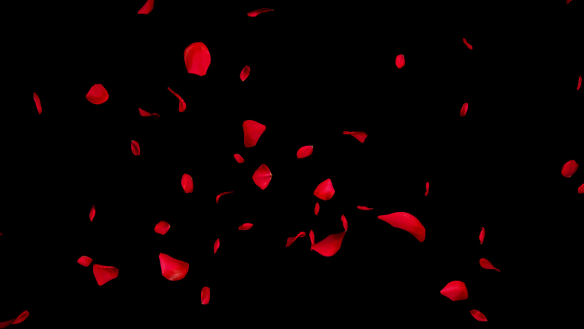 Falling Rose Petals On Alpha Channel Loops. 4K Loop video. 3D rendering Royalty-Free Stock Footage #1085106023