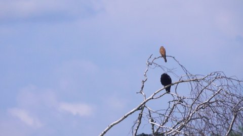 Naumann's kestrel (Falco naumanni) or kestrel (Falco tinnunculus) and Carrion crow on dry branch over river - peaceful neighborhood of enemies . Middle Siberia
