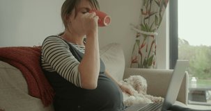 Pregnant Woman Sitting on Sofa with Laptop Stroking Dog and Belly at home
