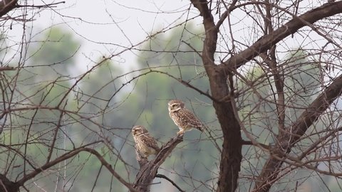 spotted owlet pair setting on tree
