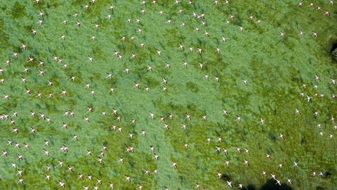 4K: Top view of Flamingos birds flying over the Umm Al Quwain Mangrove Beach in the United Arab Emirates
