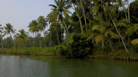 Lush greenery with Palm trees or Coconut trees and Backwater A Shot from Kanyakumari District, Tamil Nadu, India. 4K Video.