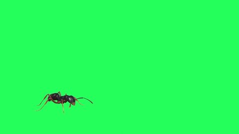 Ant Walking on Green Screen