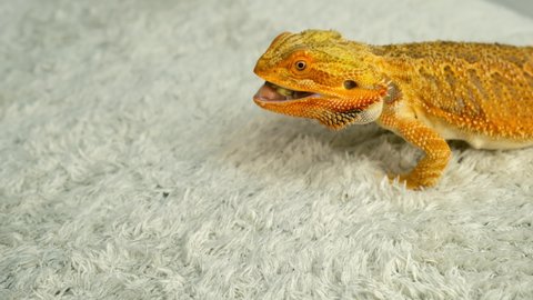 Process of feeding of bearded agama dragon with cockroach at home on carpet, he is eating insectand chewing. Content of the lizard at home. Animal from Australia. Exotic domestic pet.