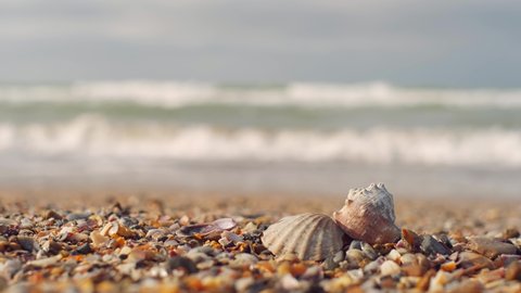 Seashells close-up on a sandy beach and sea waves rolling on the shore. Beach vacation concept. Seashell beach. Selective focus. 4K video, place for text