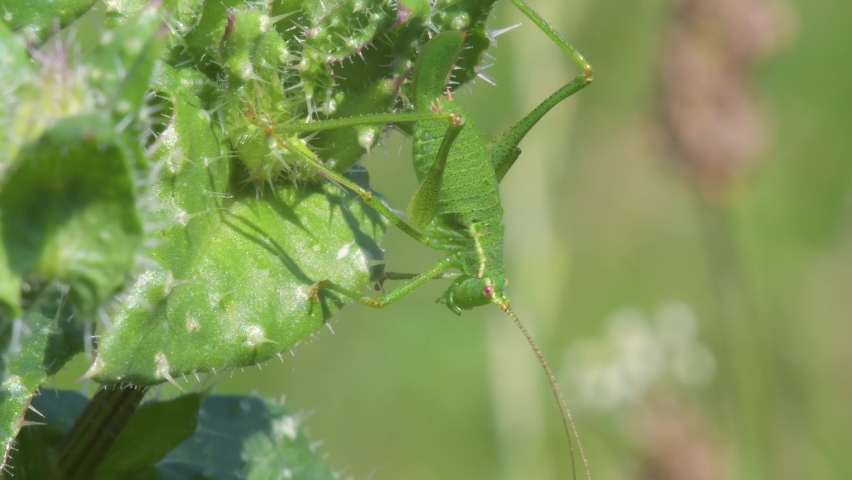 Nymph of Speckled Bush-Cricket, Leptophyes punctatissima Royalty-Free Stock Footage #1085121014