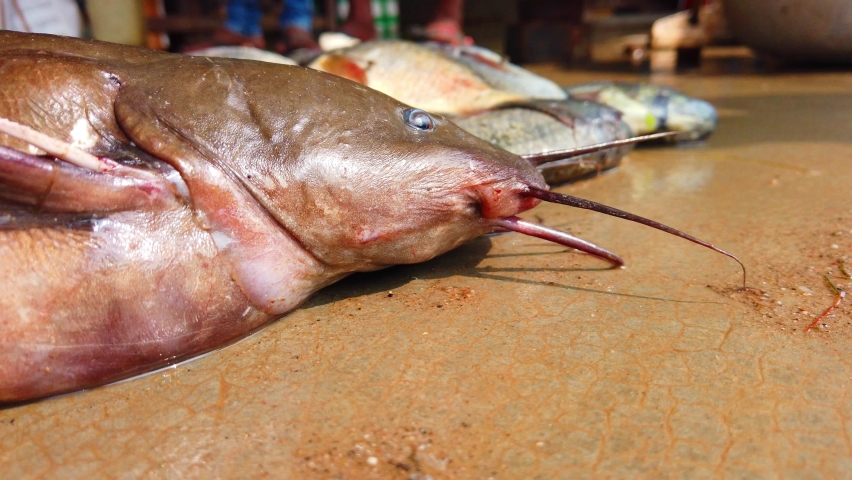 big size river monster catfish laying on ground 4k footage