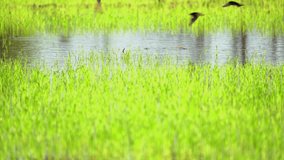 Seeding of paddy rice in field of organic agriculuture farm, green rice planting in field of farmland of  farmer, close up view small stem of rice in nature of rural, beautiful view of nature country