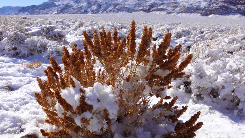 Snow-covered mountain pass, desert plants under the snow in summer.  Death Valley National Park, California