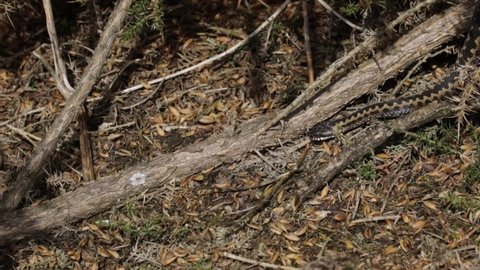 European Adder or Viper moving in to basking spot