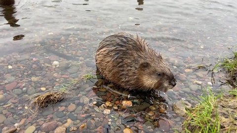 Muskrat in the water near the river bank 
