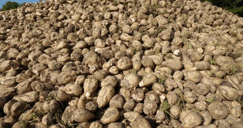 Piles of harvested sugar beets, France 