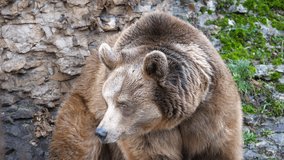 Brown bear in the highlands. Caucasus mountains