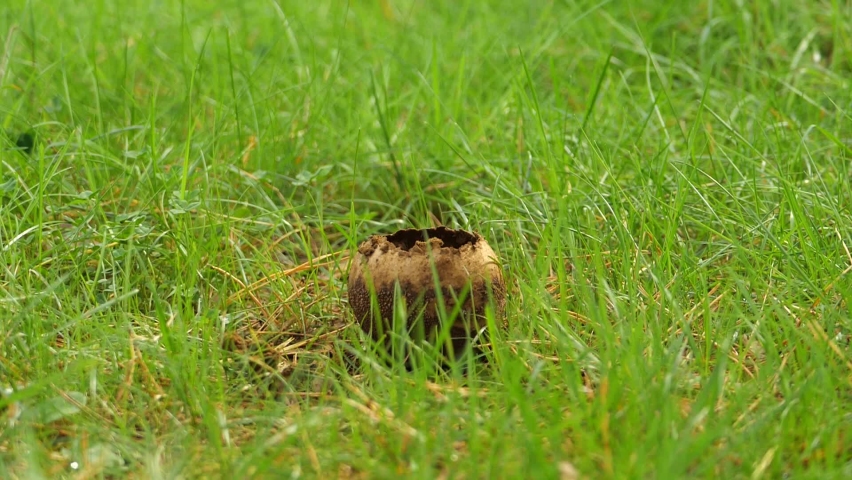 Puffball mushroom (Lycoperdon perlatum) spore explosion after hit by stick. Slow motion 180 fps