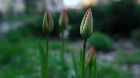 Close tulips swaying wind in garden in dark light. Spring flowers in green garden. Floral plant in spring season. Green tulip beauty nature. 