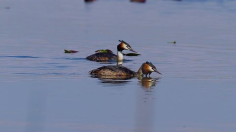 Great Crested Grebe (Podiceps cristatus) water birds during mating ritual in spring
