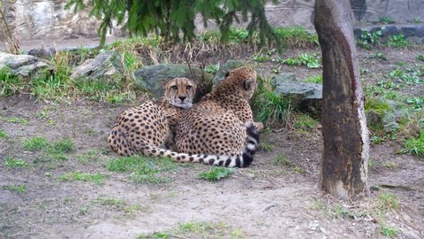 A male and female leopard resting after a meal in the shade of the Zoo. The curious look of a leopard at visitors.