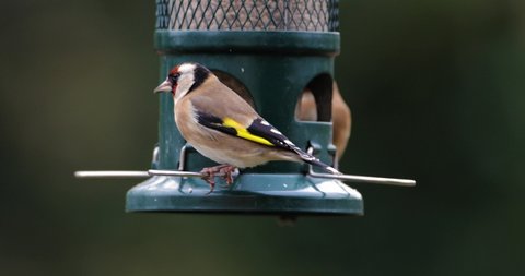 Close-up of European goldfinches (Carduelis carduelis) feeding on a feeder in a garden, UK.