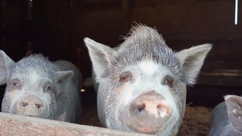 cute gray piglets in barn on farm. Dirty pigs in the pen. Pig. Rural area. Animal husbandry. Pork meat. Meat delicacies. Farm products, healthy natural food. Veterinary medicine. ranch. animal theme