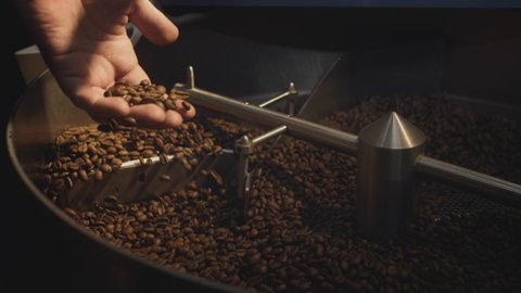 Roasting beans. A professional industrial roaster rotates organic coffee beans. The barista takes the hot aromatic coffee with his hand, checks the roast, mixes the beans. Slow motion