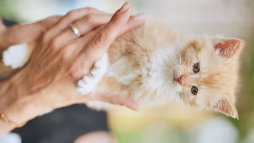 A ginger kitten in the arms of a woman. Smartphone version.
